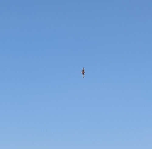 Northern Harrier
