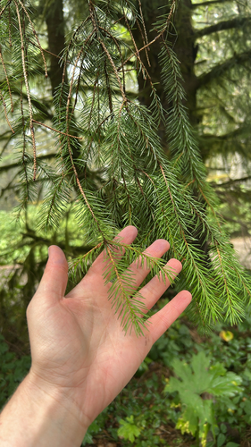 Sitka spruce