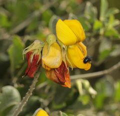 Crotalaria doidgeae