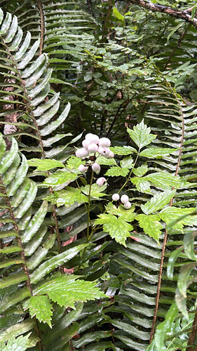 white-fruited red baneberry
