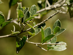Crotalaria doidgeae