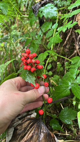 red baneberry