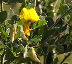 Crotalaria doidgeae