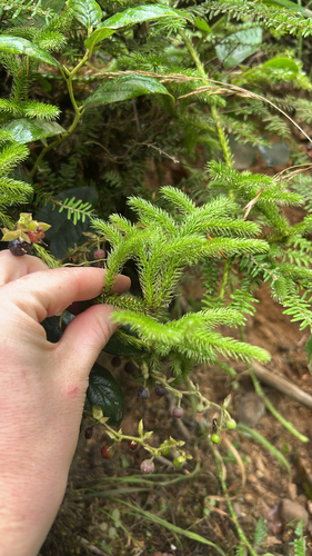 stag's-horn clubmoss