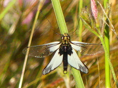 Libelloides latinus