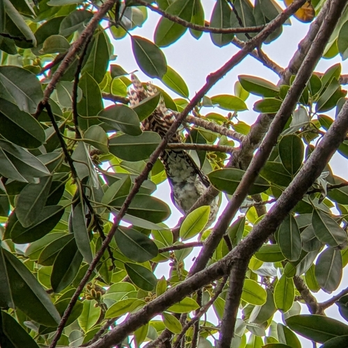 Urodynamis taitensis observed 2026-08-27