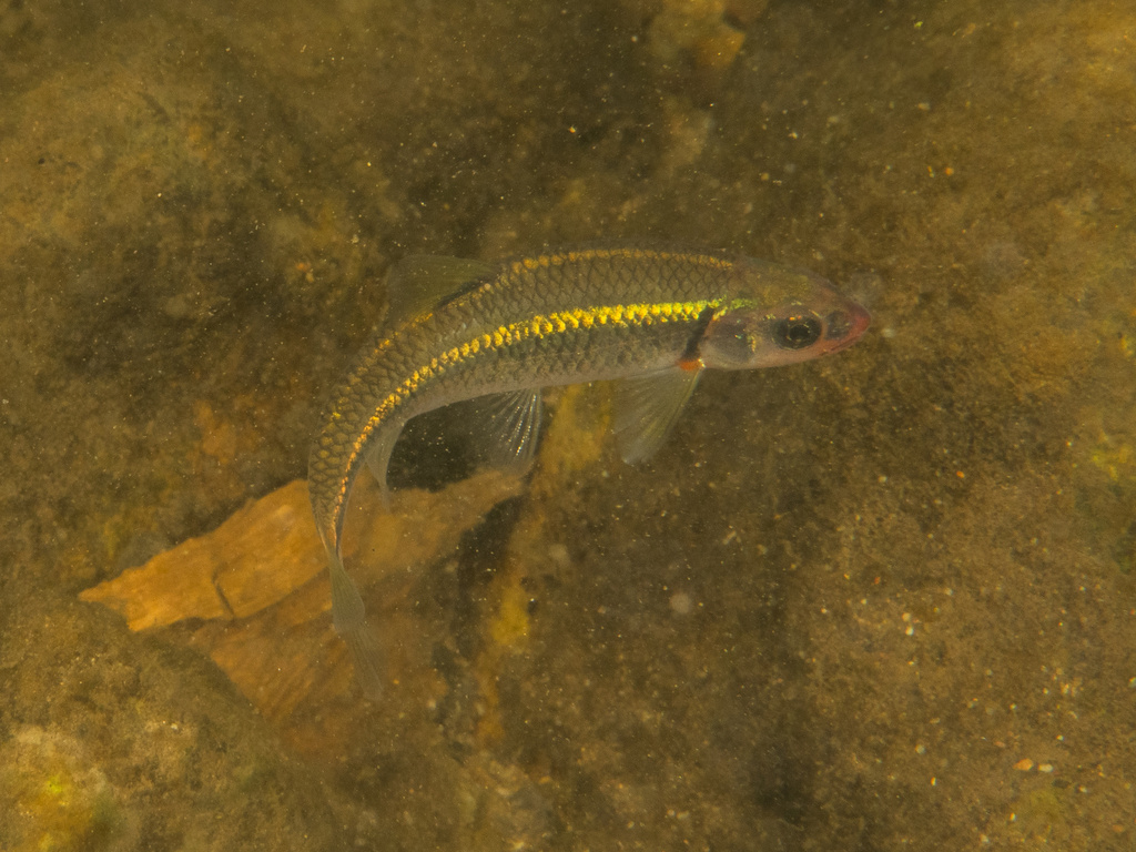 Saffron Shiner