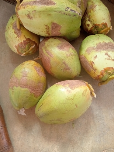 coconut palm