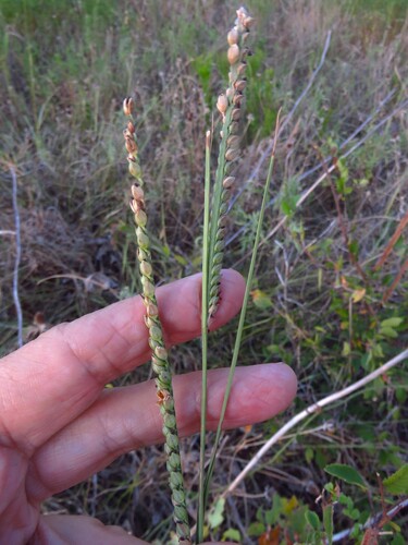 Paspalum floridanum, photograph 2