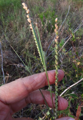 Paspalum floridanum, photograph 3