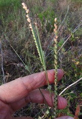 Paspalum floridanum, photograph (c) Annika Lindqvist, some rights reserved (CC BY)