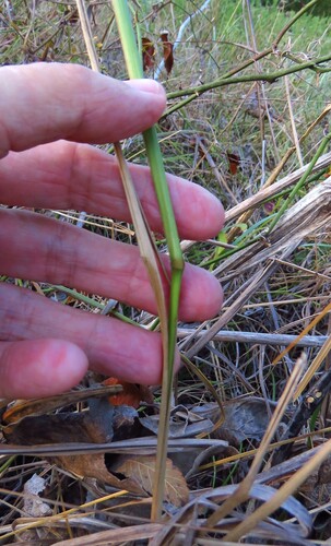Paspalum floridanum, photograph 4