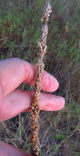 Tridens strictus, photograph 2