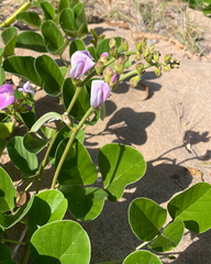 Canavalia rosea, photograph (c) yatesy, some rights reserved (CC BY)