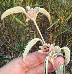 (c) Annika Lindqvist, some rights reserved (CC BY) Croton capitatus, photograph (c) Annika Lindqvist, some rights reserved (CC BY)
