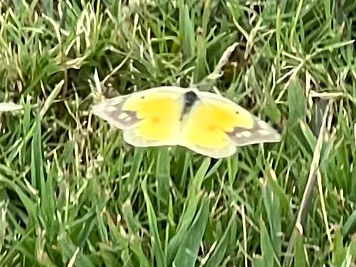 Orange Sulphur