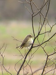Vireo gilvus