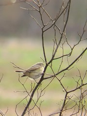 Vireo gilvus