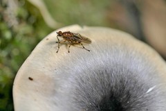 Tapeigaster annulipes