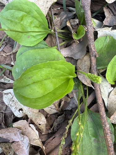 Plantago major observed 2026-08-27