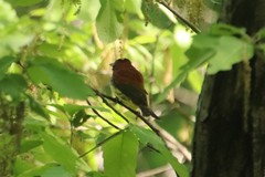 Emberiza rutila