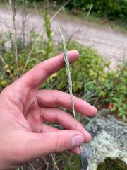 Elymus trachycaulus, photograph (c) Sam Turner, some rights reserved (CC BY)