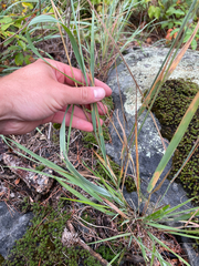 Elymus trachycaulus, photograph (c) Sam Turner, some rights reserved (CC BY)
