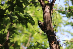 Dendrocopos leucotos