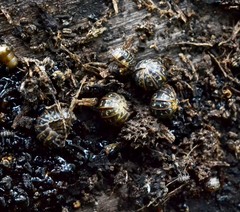 Armadillidium pulchellum