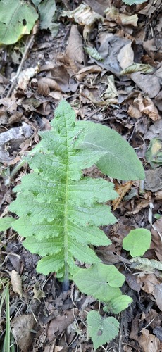 Cirsium erisithales, photograph 4