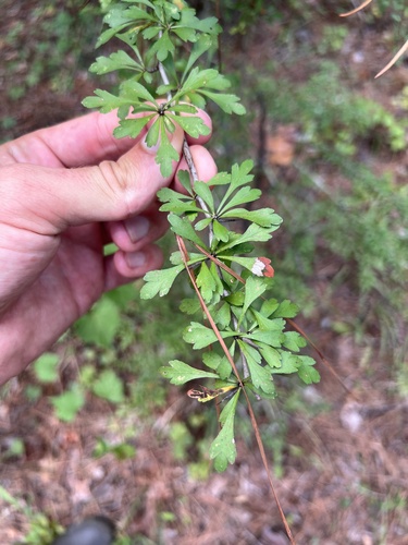 Crataegus spathulata, photograph 3