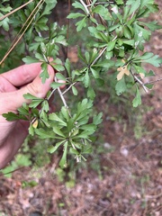 Crataegus spathulata, photograph (c) Nathan Aaron, some rights reserved (CC BY)