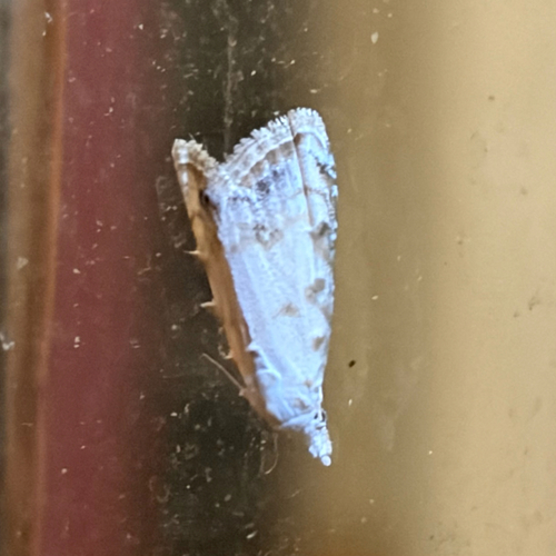 Sorghum Webworm Moth photo 3