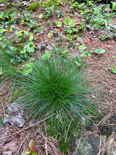 Avenella flexuosa, photograph 5