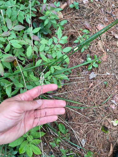 Oryzopsis asperifolia, photograph 3