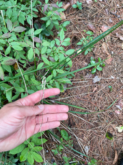 (c) Sam Turner, some rights reserved (CC BY) Oryzopsis asperifolia, photograph (c) Sam Turner, some rights reserved (CC BY)