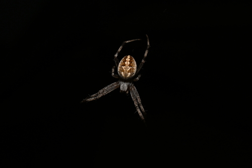 Western Spotted Orbweaver