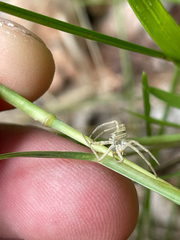 (c) Sam Turner, some rights reserved (CC BY) Muhlenbergia mexicana, photograph (c) Sam Turner, some rights reserved (CC BY)