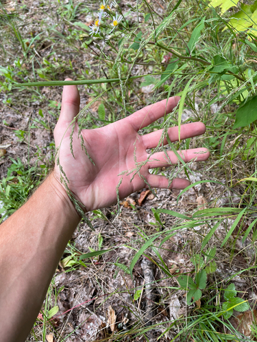 Muhlenbergia mexicana, photograph 1