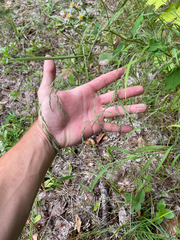Muhlenbergia mexicana