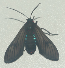 Saurita