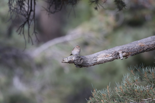 iNaturalist observation photo of Brewer's Sparrow