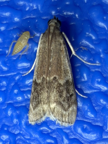 American Plum Borer Moth (Euzophera semifuneralis)