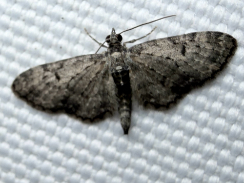 Golden-rod Pug (Eupithecia virgaureata)