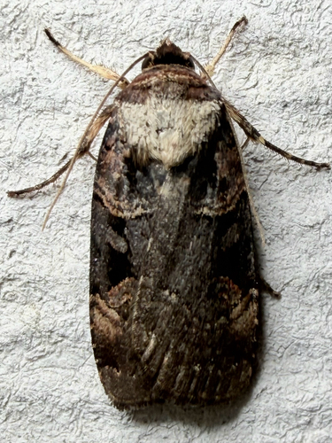 Pink-spotted Dart (Pseudohermonassa bicarnea)