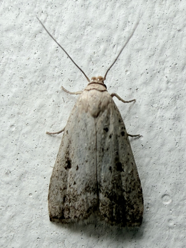 Broken-lined Hypenodes Moth (Hypenodes fractilinea)