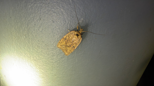 Thelma's Agonopterix Moth (Agonopterix thelmae)