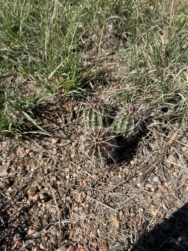 Green-flower Hedgehog Cactus