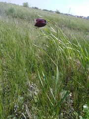 Fritillaria meleagroides