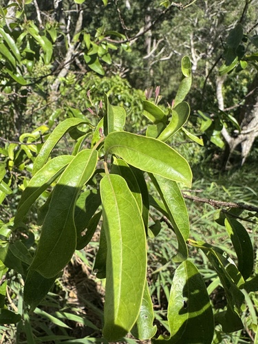 Santalum freycinetianum observed 2026-08-27